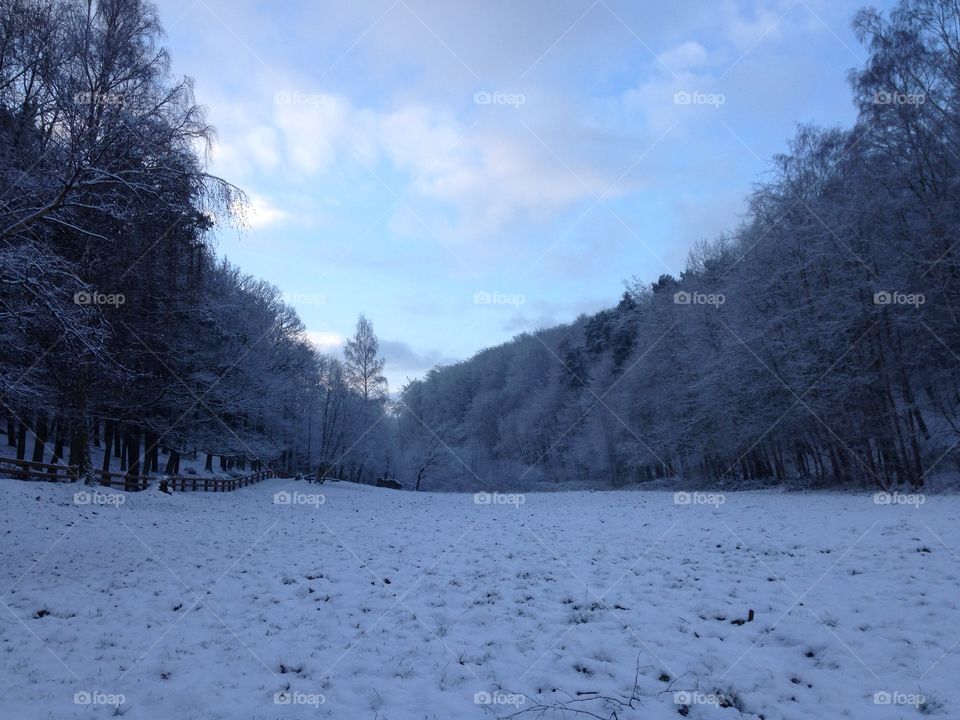 Snow, Winter, Cold, Frost, Tree