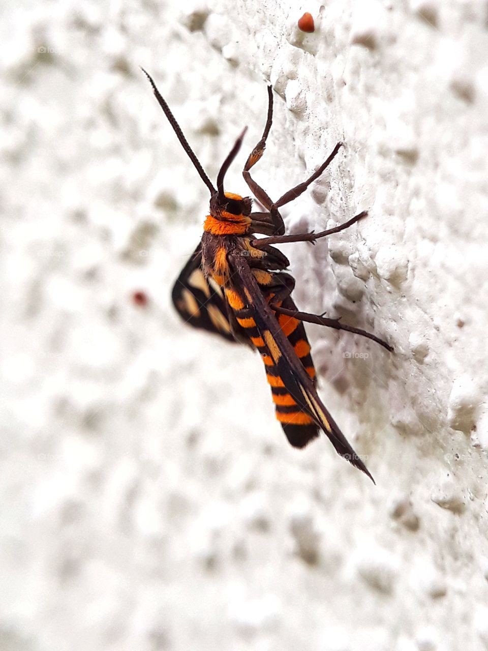 Close up with butterfly through macro lens