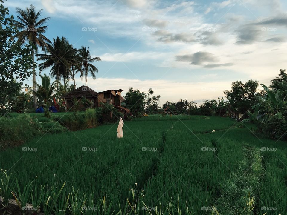 Green Rice Field.