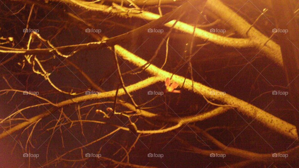 Night View Through Tree Branches with a single Pink and Yellow Flower Blossom