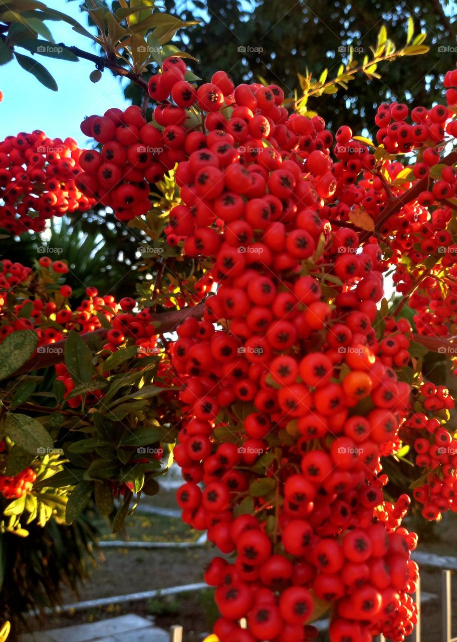 Beautiful tree in urban environment