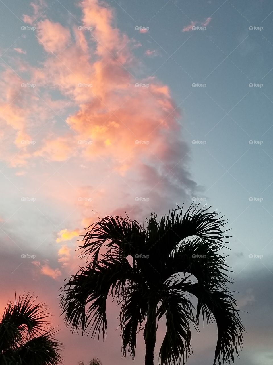 Pink clouds sunset palm tree Fort Lauderdale