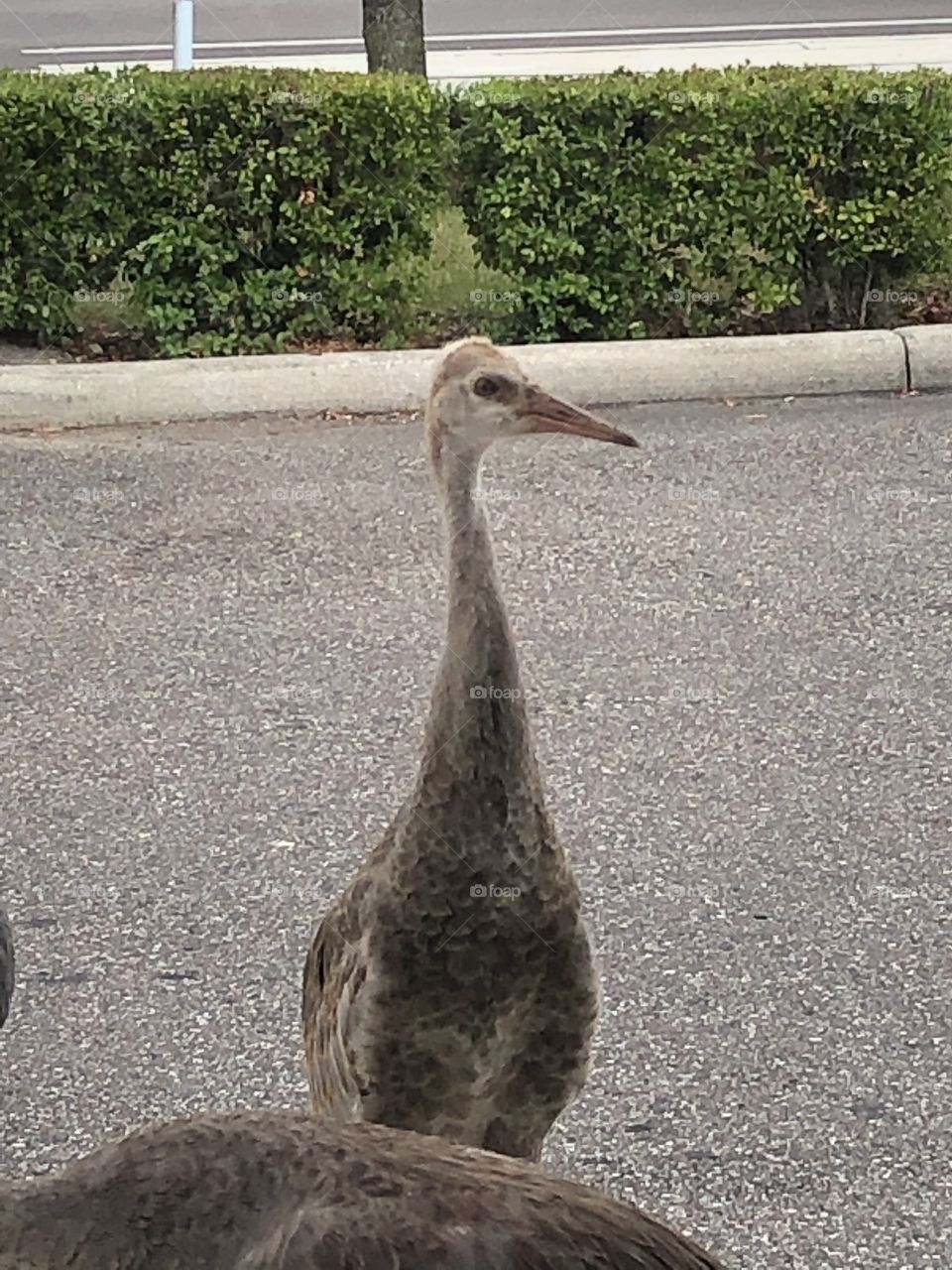 Beautiful baby Sandhill Crane hanging out with parents at a fast food parking lot , we keep building on these guys homes and now they are endangered with not too many more places to really go around us. Tampa , Florida 