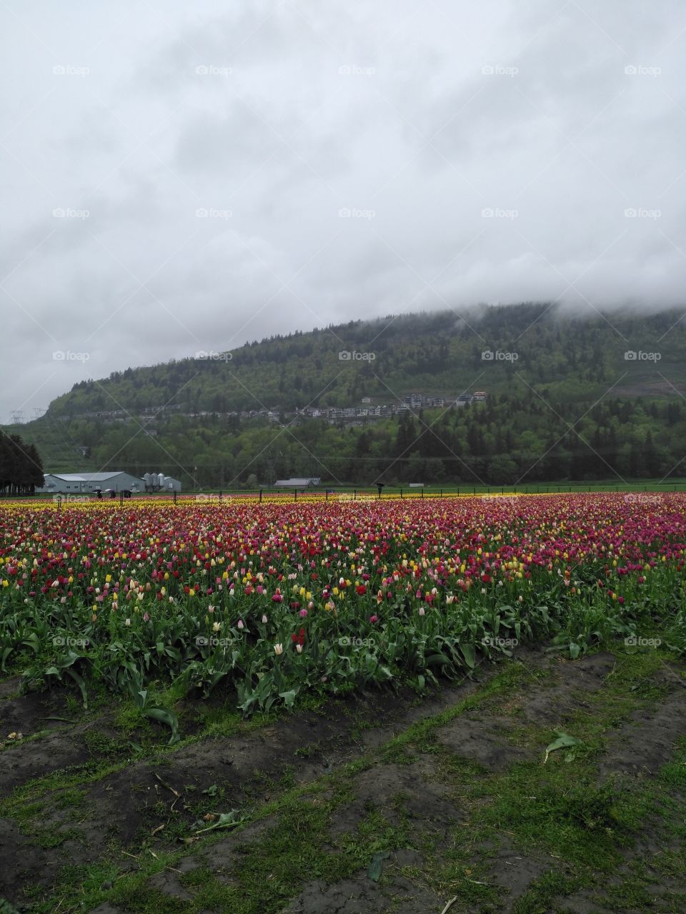 beautiful farm tulips