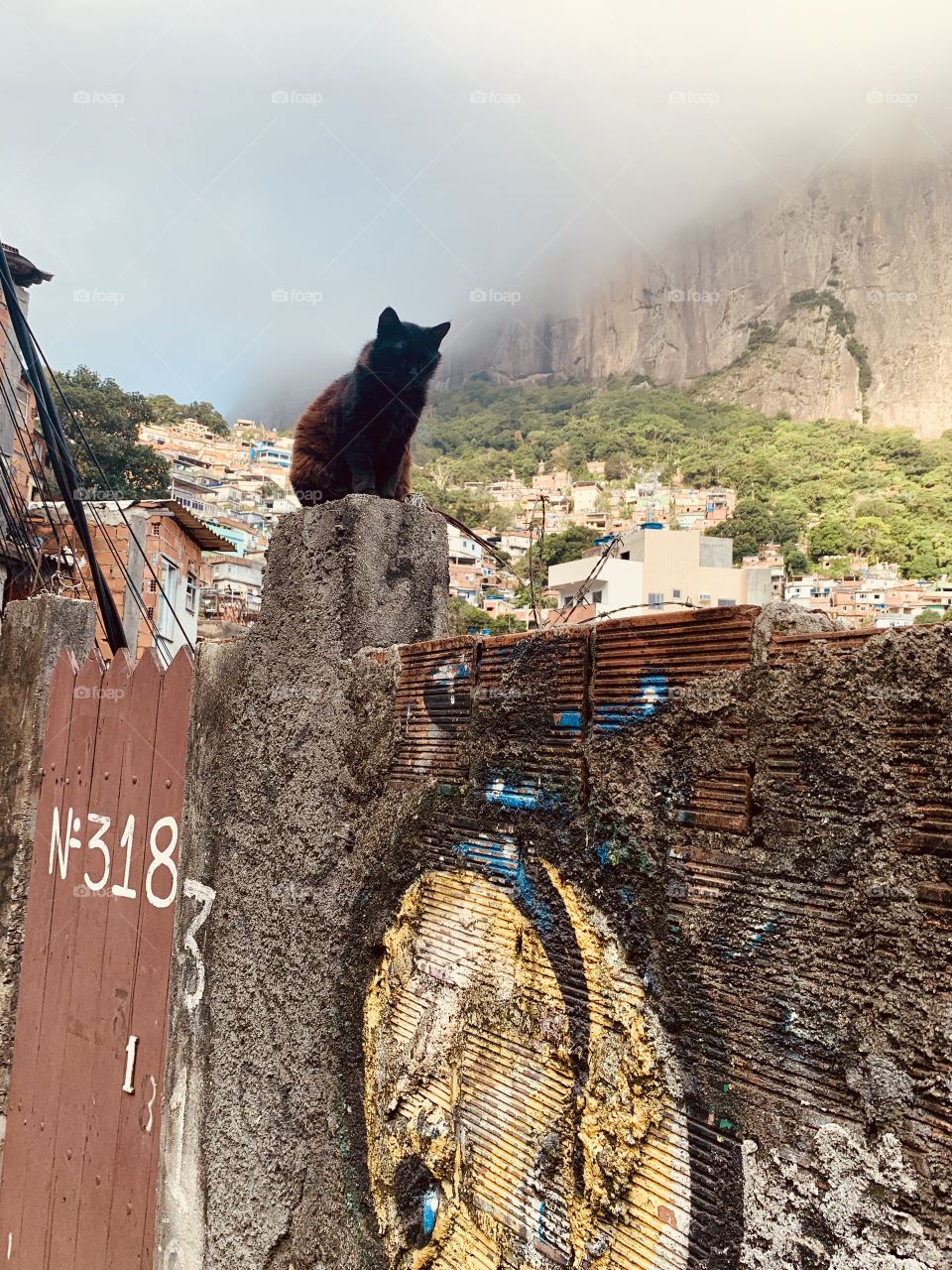 Black cat in favela 