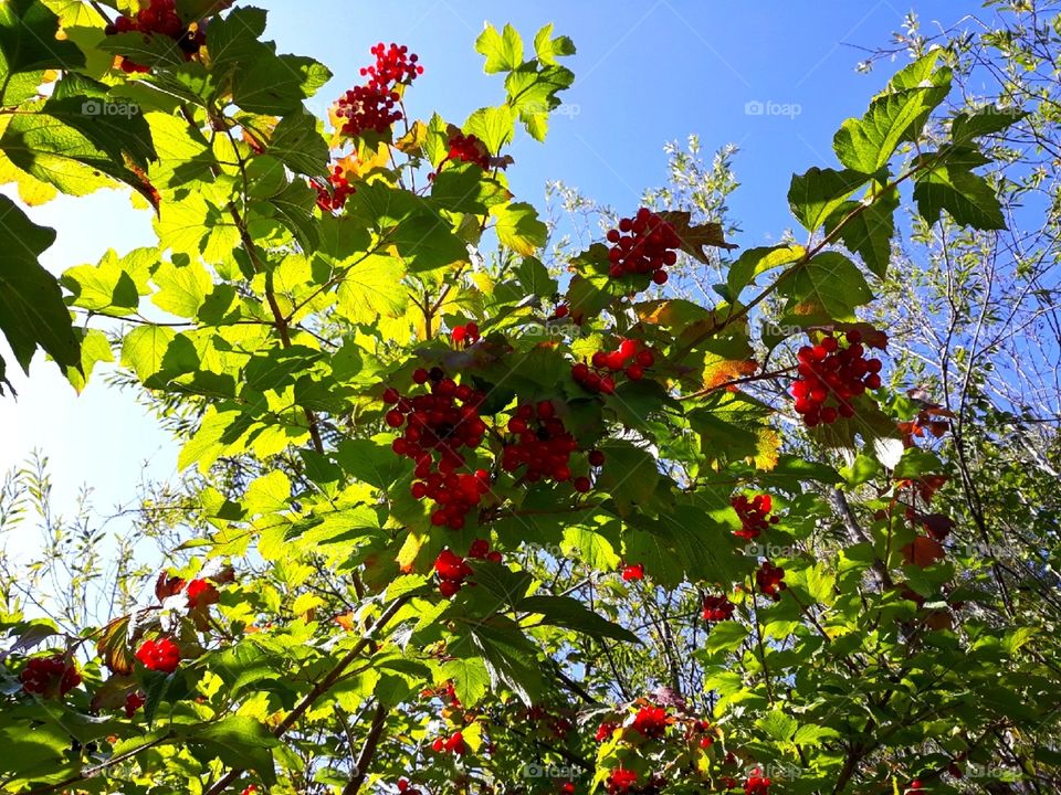 Red berries in the sunlight