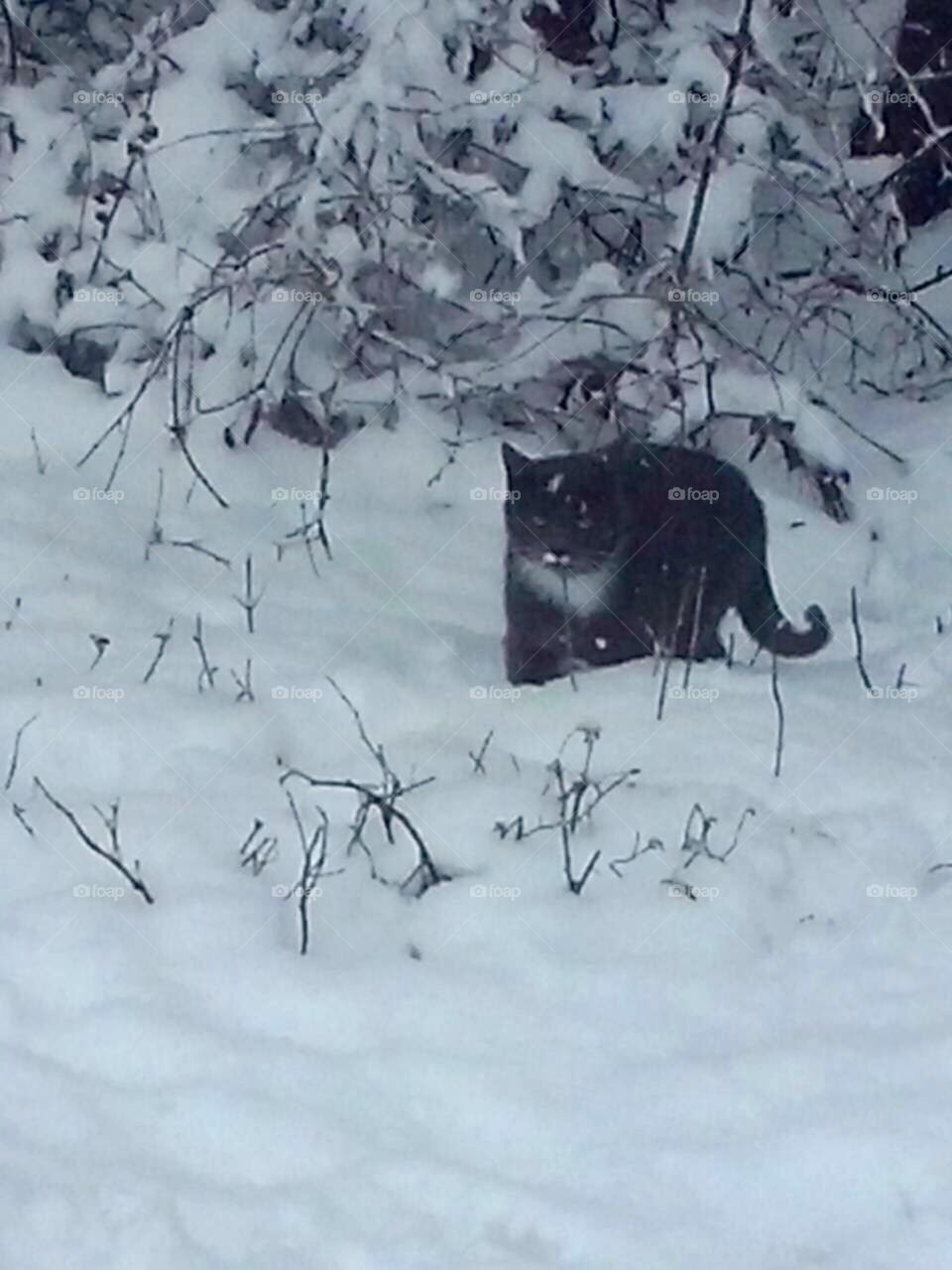 Real Cats and Dogs in Real Life