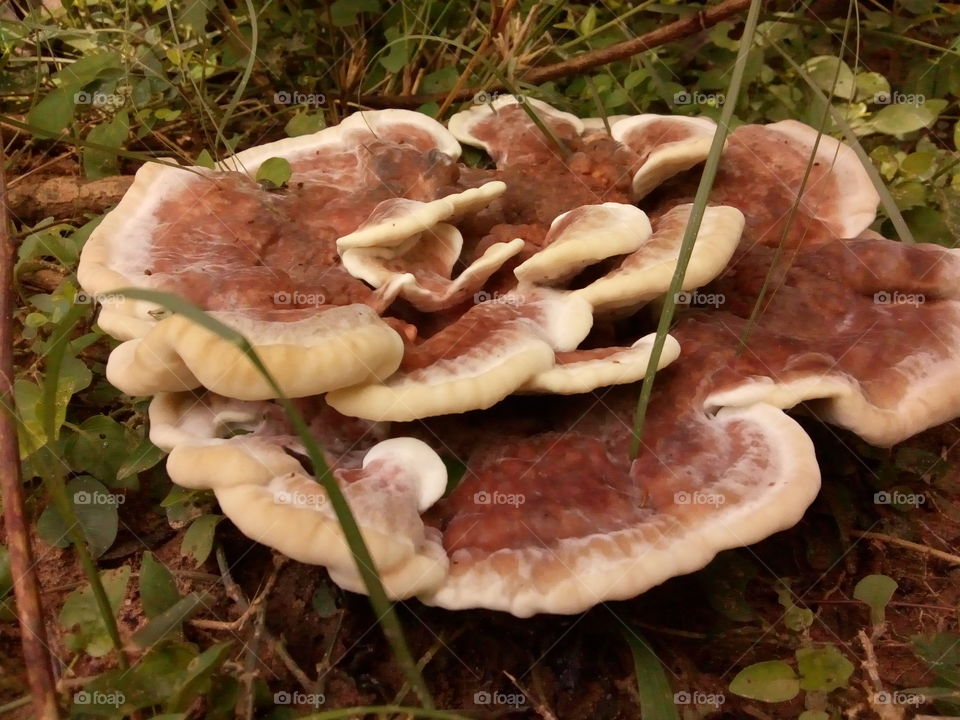 old mushroom slice