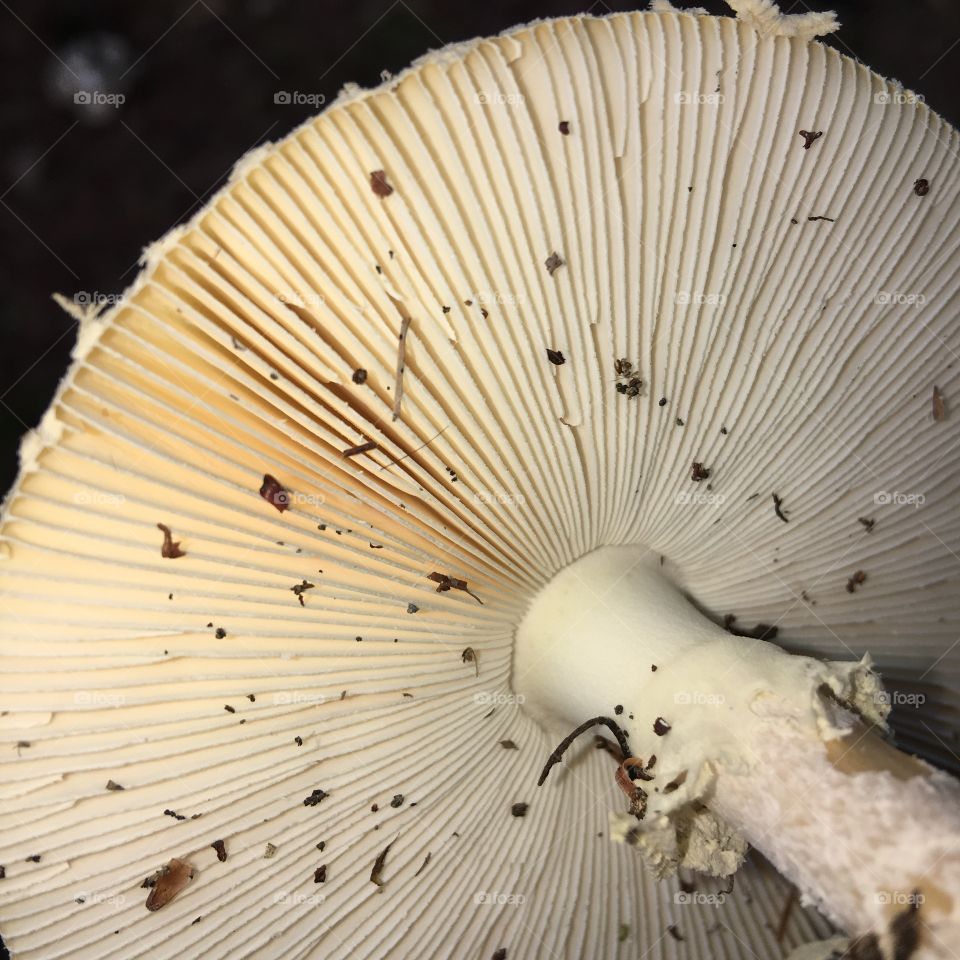 Under side of round mushroom🍄. It's held by the stem.