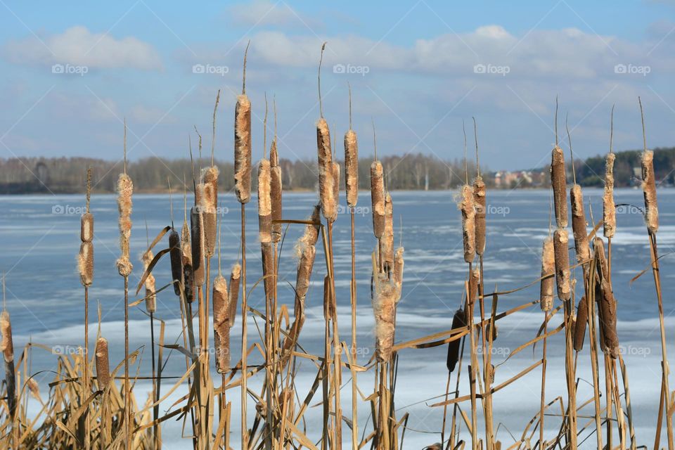 Reed, Nature, Water, No Person, Landscape