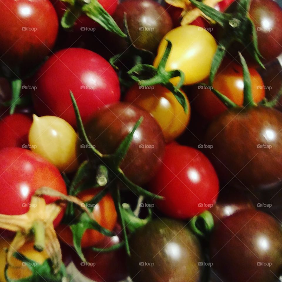 fresh tomatoes