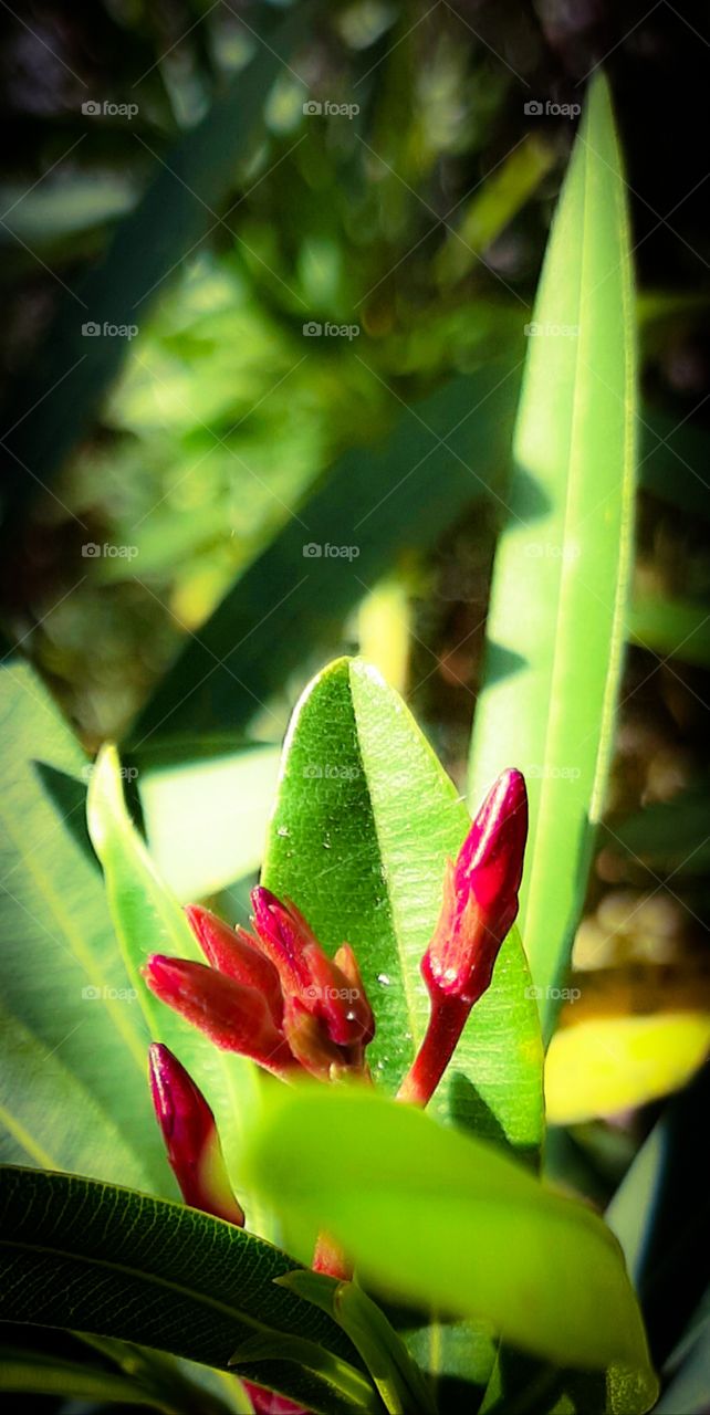 Oleander bus in fuchsia