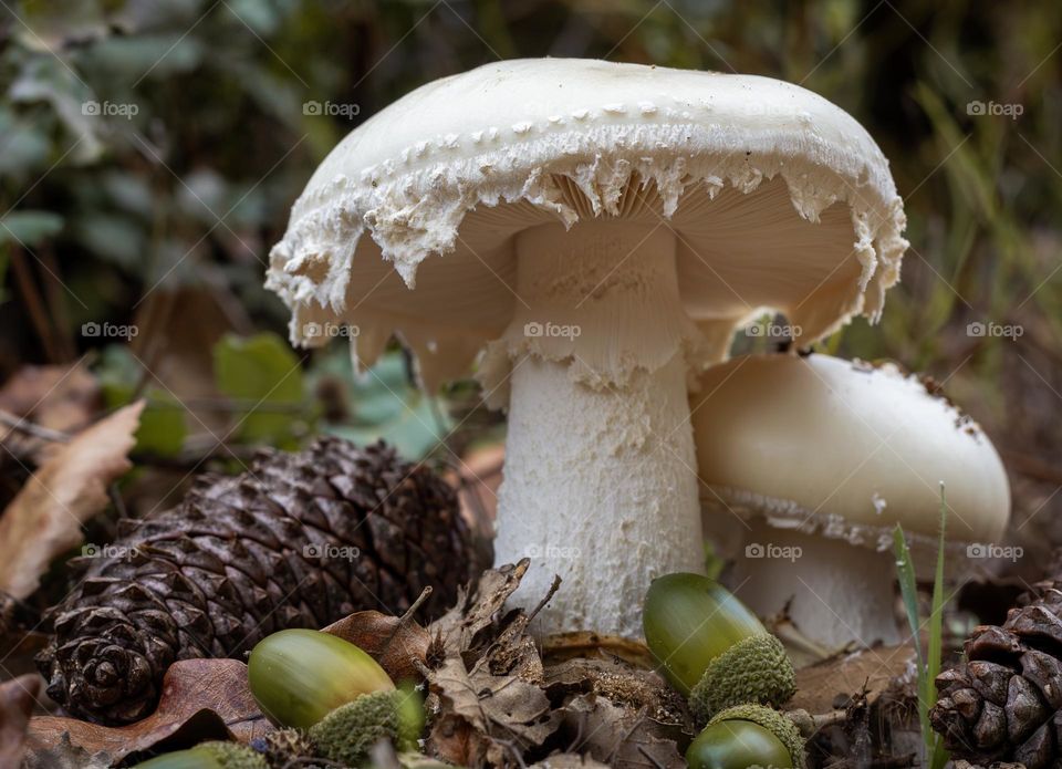 Amanita mushrooms with acorns & pinecones