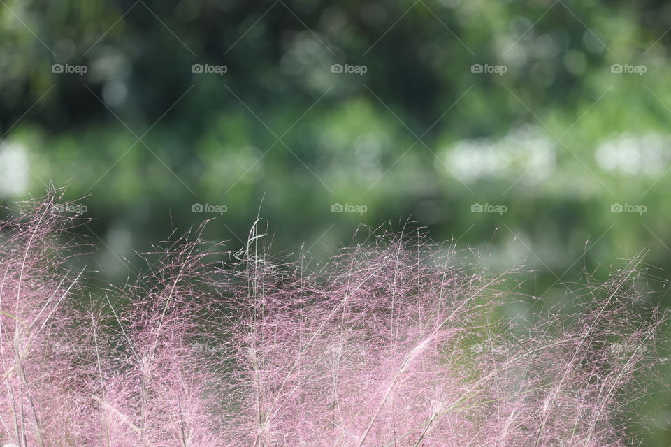 muhly grass