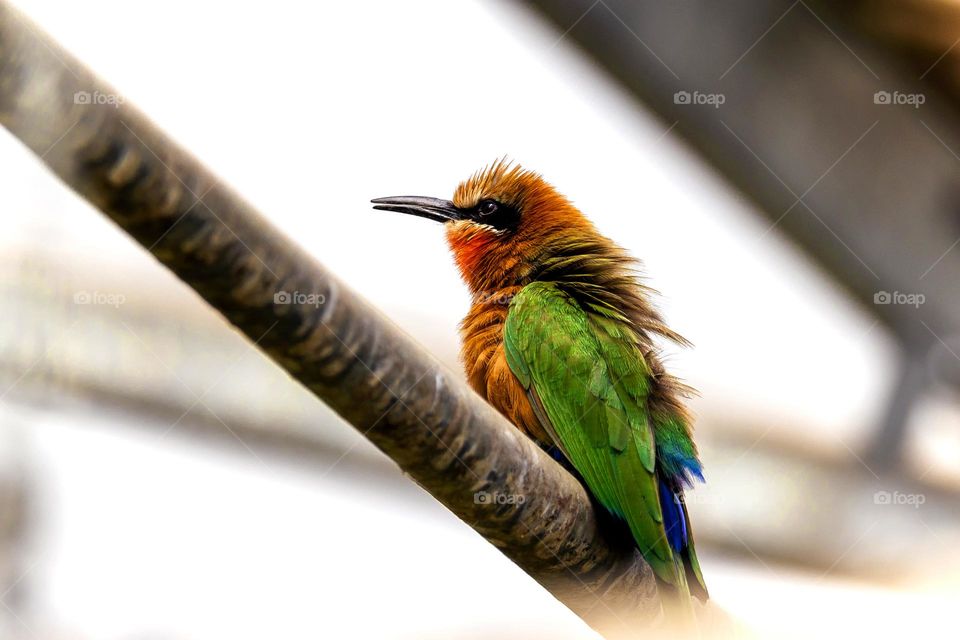 A portrait of a colorful bee eater bird sitting on a branch looking around. the animal had lots of colors.