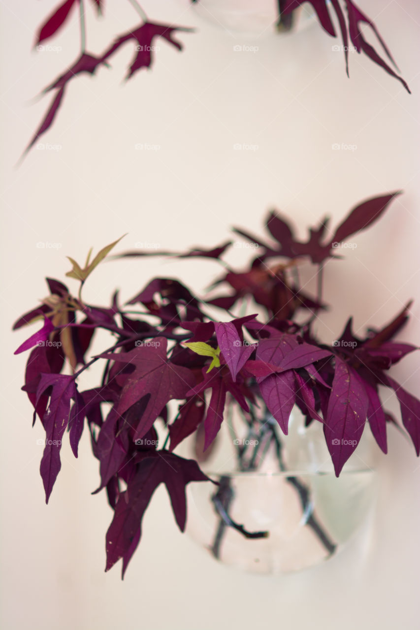 Purple Sweet Potato Vine Propagation 