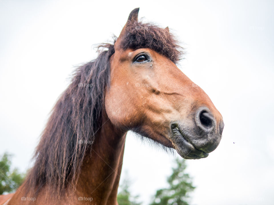 #häst #horse #islandshäst #ryttare #hästtjej #ridning #riding #horsebackriding #barbacka #Lumix Barbackaridning #trav #galopp #skritt #skritta #träns #sommar #sverige #svensksommar #sommarlov #stockholm #sweden #swedishsummer #summer 