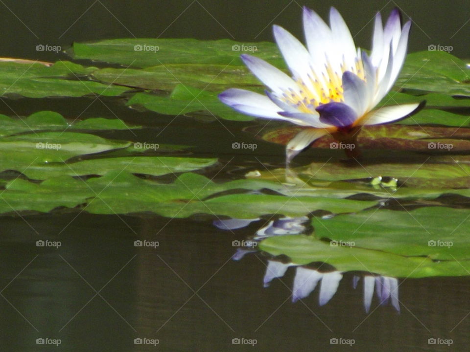 Beautiful Waterlily