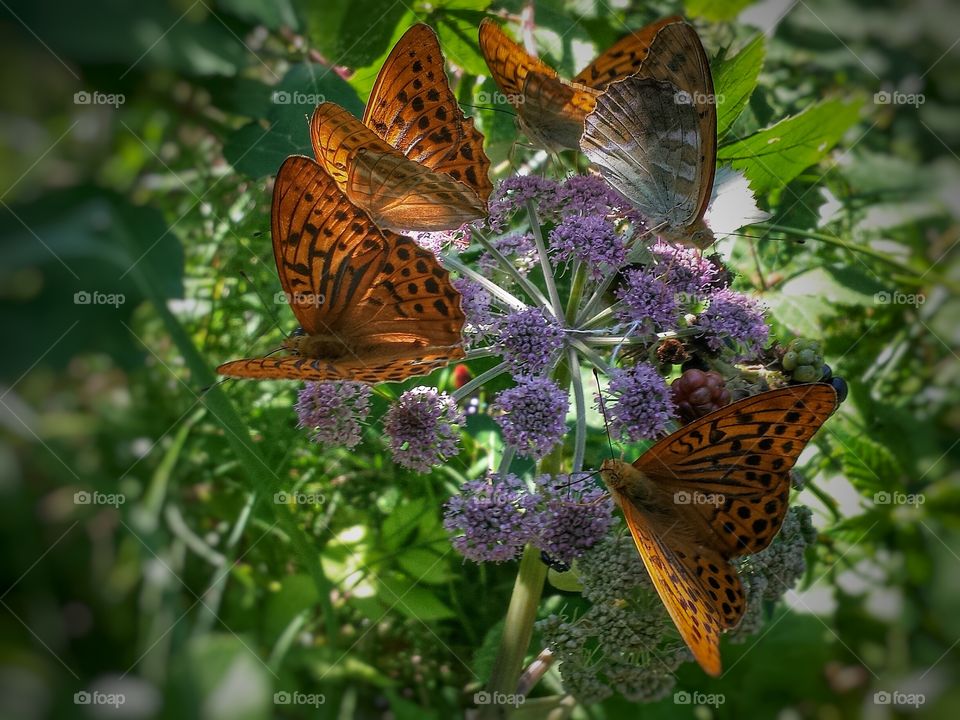 Group of butterflies on flower