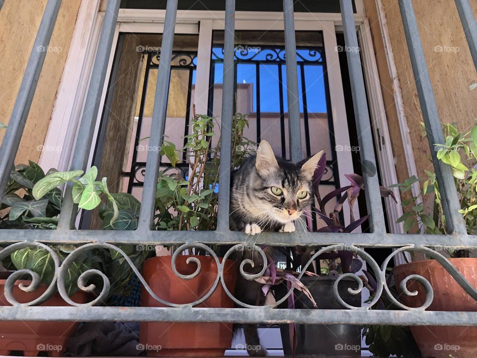 Beautiful cat looking at from the window.