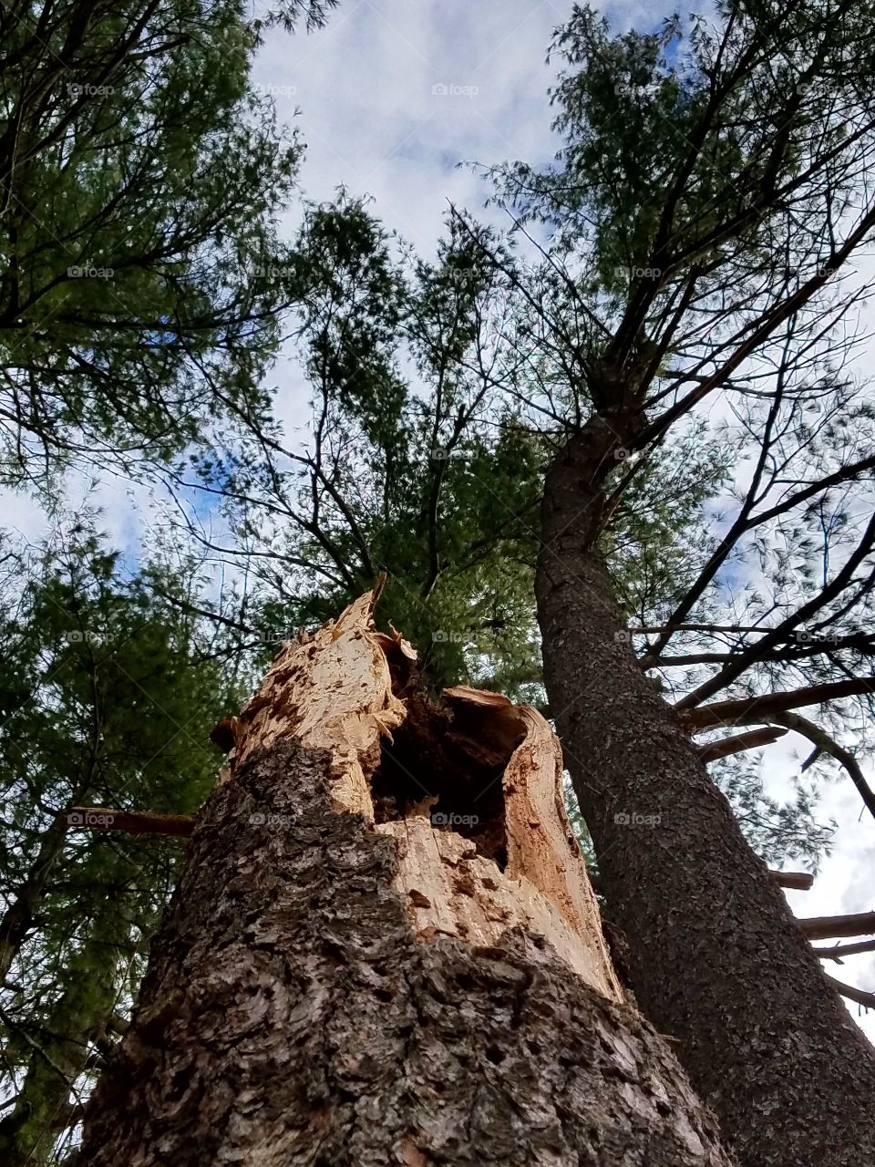 Looking up a dead broken pine, held up by others nearby, boughs blowing with clouds & blue sky, it's beautiful.