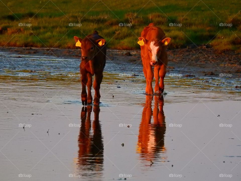 Calves in water