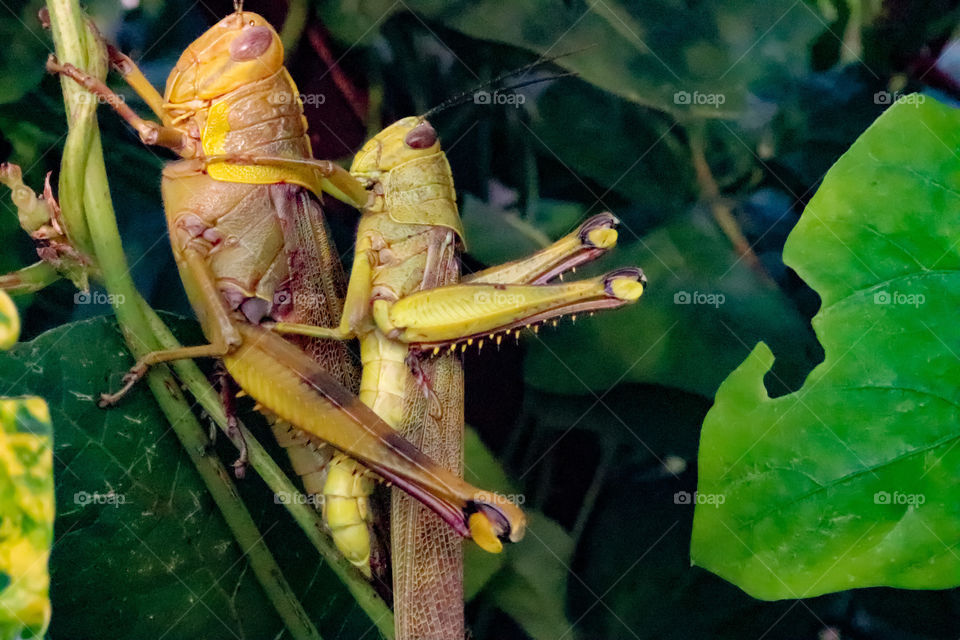 grasshopper mating process