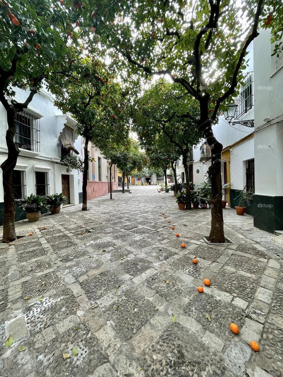 Old quarter of Santa Cruz in Seville, avenue with orange trees and their fallen fruit on the ground