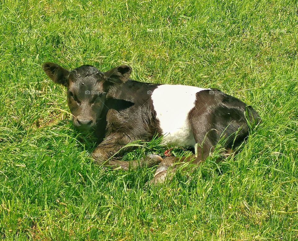 New Baby Oreo calf