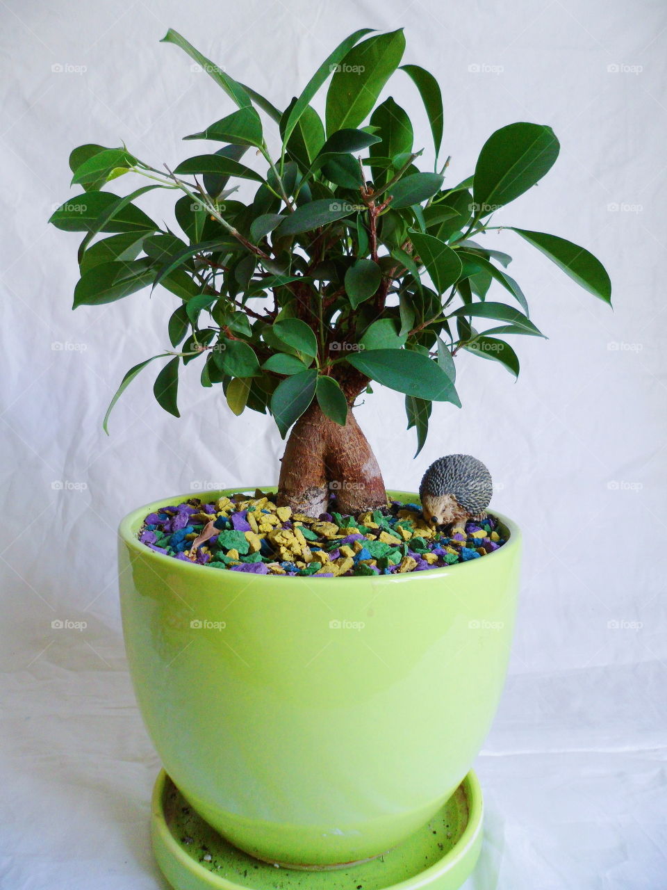 ficus plant brings joy