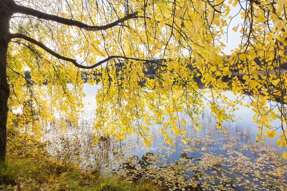 Tree branches with yellow leaves hanging over the lake water at autumn