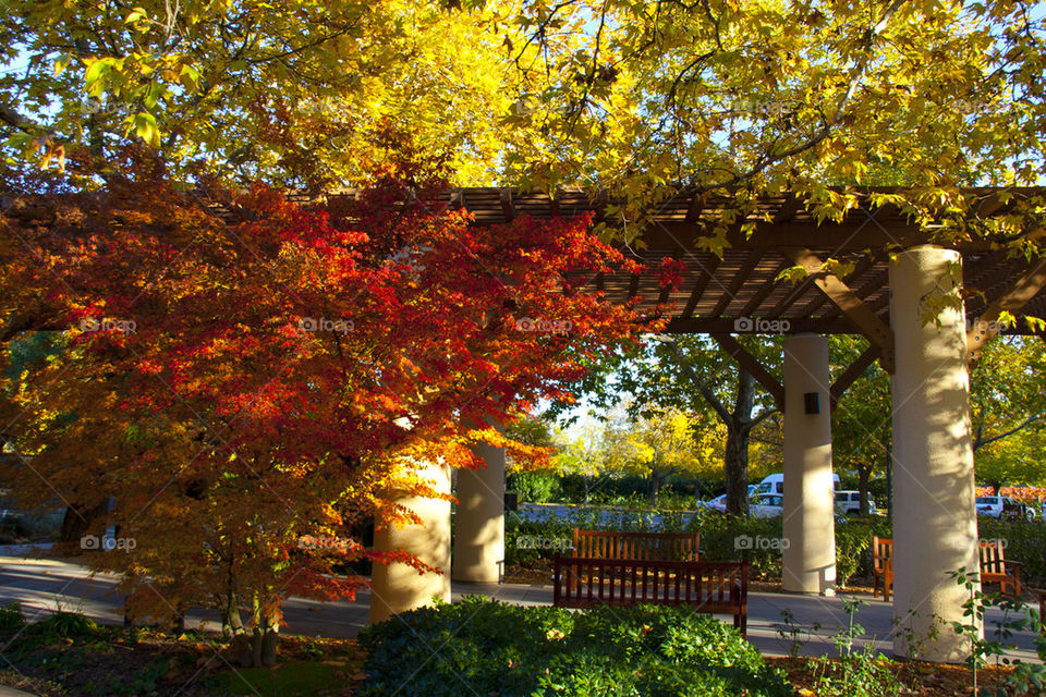 THE AUTUMN IN NAPPA VALLEY CALIFORNIA USA