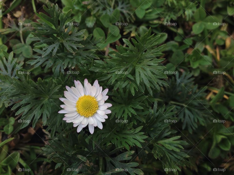 Close-up of single white flower