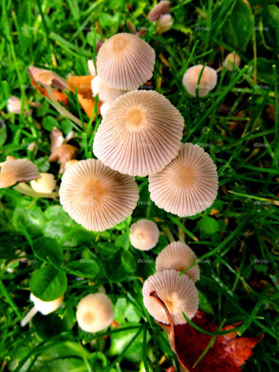 Autumn fungi