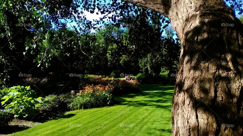 View of botanical garden from in the tree
