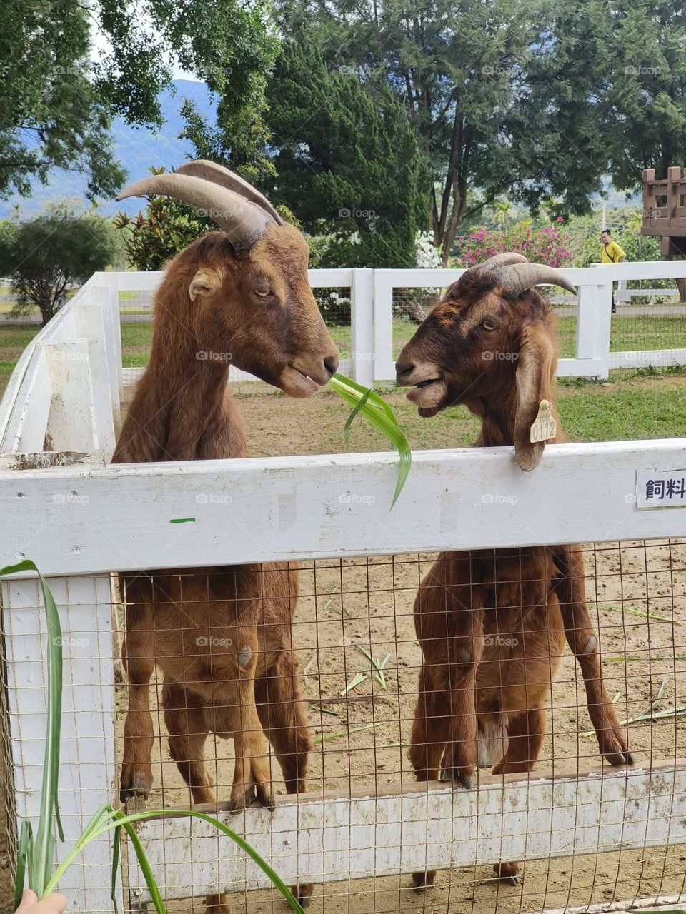 Sheep at Chulu Ranch in Beinan Township