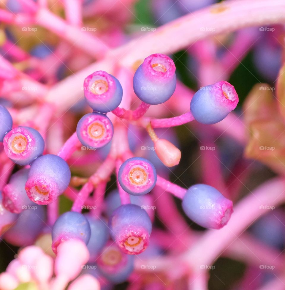pink flowers