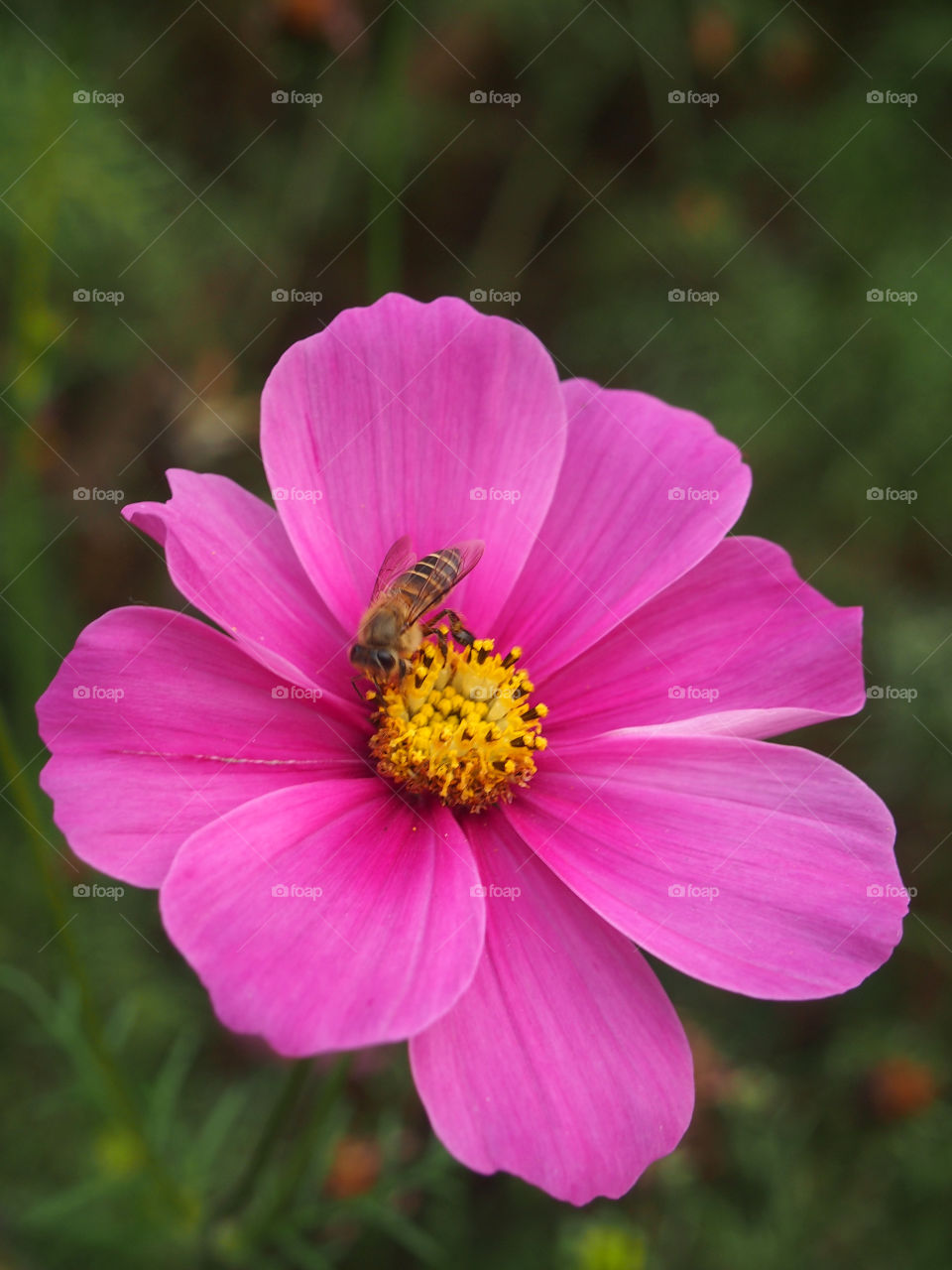Bee & Flower