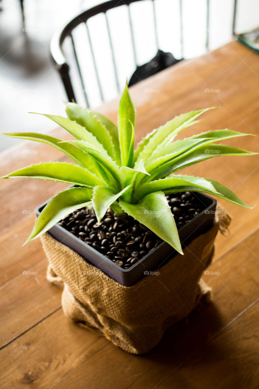 Cactus in a coffee beans flowerpot