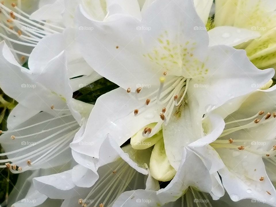 close-up of an azalea bush