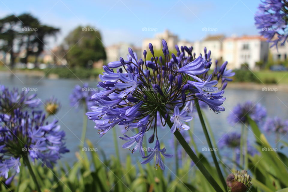 Flowers at the Palace of Fine Arts, San Francisco