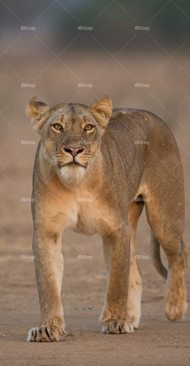lioness ready to hunt for prey