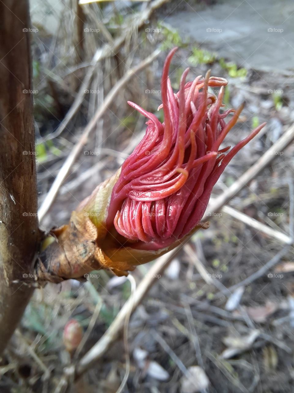 red bud of hydrangea  in spring