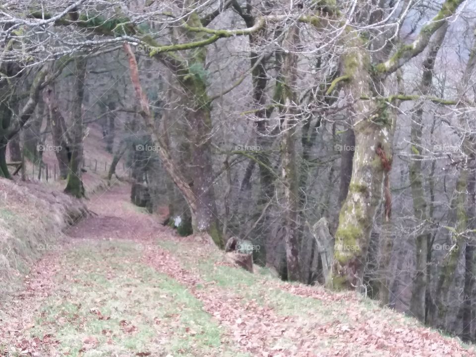 Nature, Wood, Tree, Leaf, Landscape