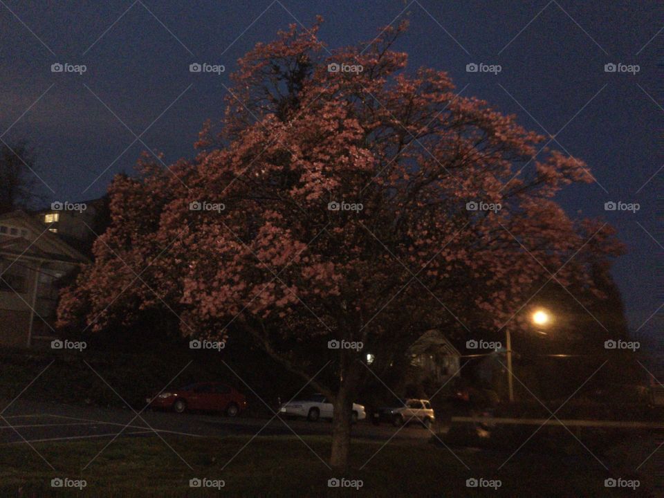 Cherry Blossoms at Nighttime 