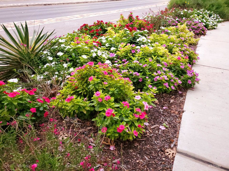 Urban sidewalk flowers and plants