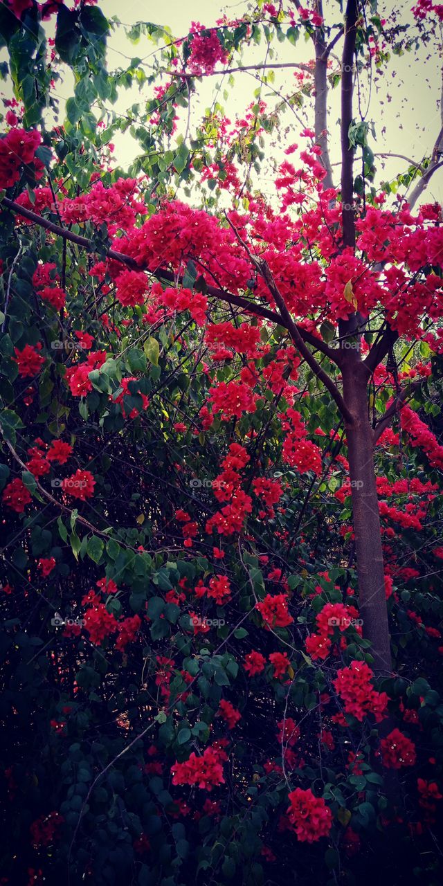 Red colorful flower tree