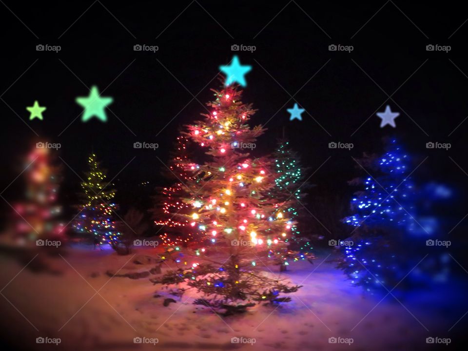 Star bokeh Christmas trees at night
