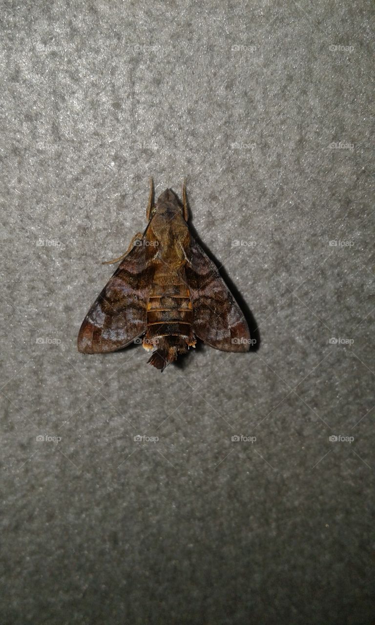 kind of butterfly but  it very speed