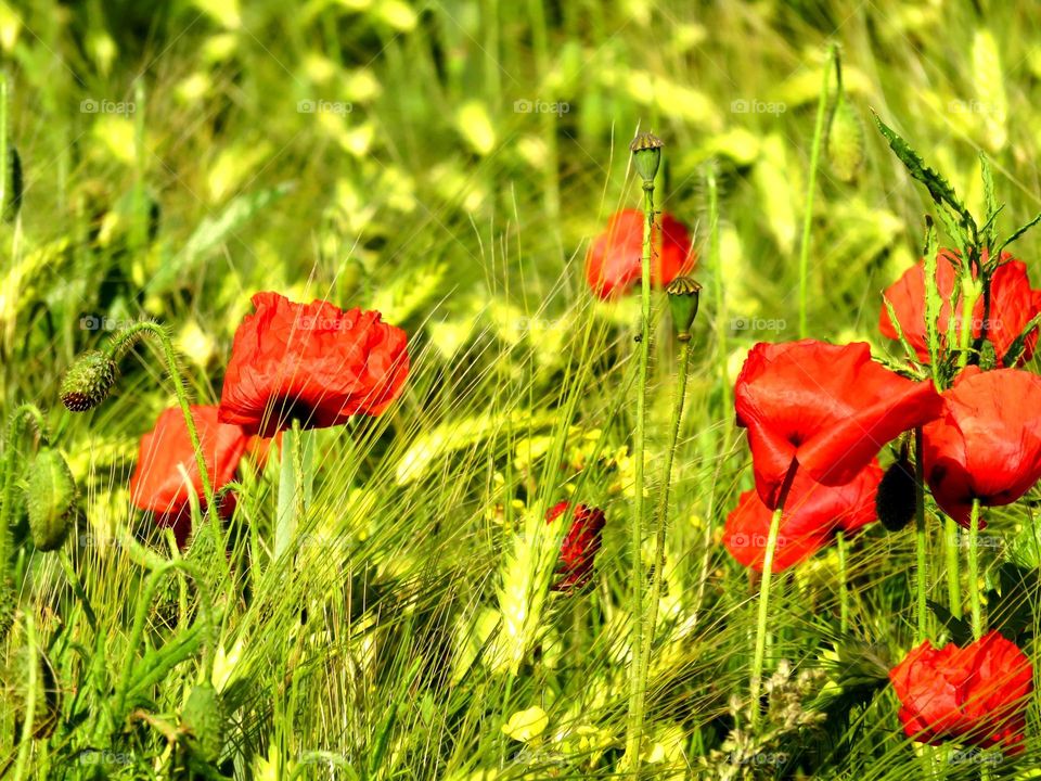 poppy field